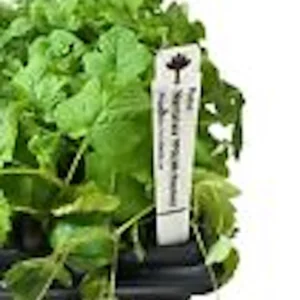 1 Nantahala Red Raspberry Live Plant – Starter Plug – Edible Perennial Vine - Image 3