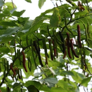 1 Pakistan Mulberry Tree Starter Plug - Morus macroura Live Plant - Fast Growing Fruit Tree - Image 2