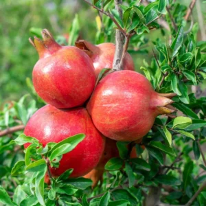 1 Parfianka Pomegranate Tree Live Plant - Sweet Fruit & Soft Seeds - Image 5