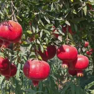 1 Parfianka Pomegranate Tree Live Plant - Sweet Fruit & Soft Seeds - Image 6