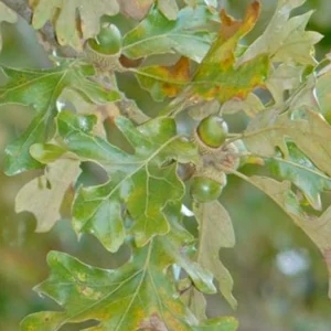 1 Pound Pin Oak Tree Seeds - Quercus palustris - Float Tested for Germination - Outdoor Full Sun - Image 1