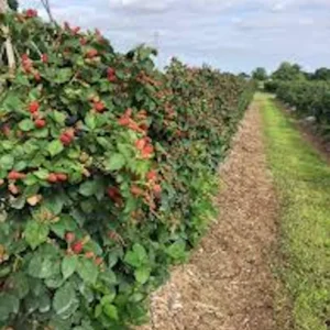 1 Prime Ark Freedom Thornless Blackberry Plant - Bare Root Fruit Bush - Image 3