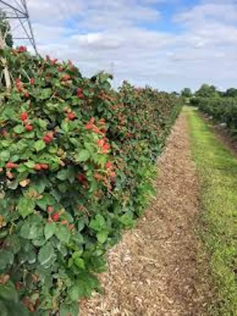Prime Ark Freedom Thornless Blackberry Plant - Bare Root