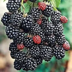 1 Prime Ark Freedom Thornless Blackberry Plant - Bare Root Fruit Bush - Image 4