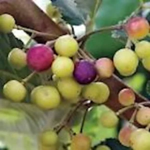 1 Sherbet Berry Live Plant (Grewia Asiatica) - Edible Fruit Shrub - Zones 9-11 - Image 4