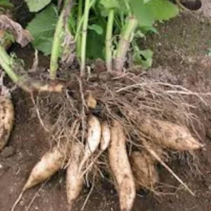 1 Yacón Root Plant Smallanthus sonchifolius Live Starter Plant Bolivian Sunroot - Image 4