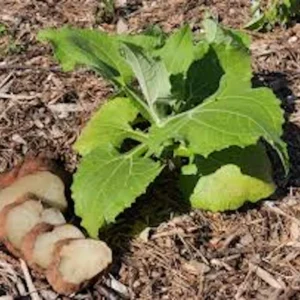 1 Yacón Root Plant Smallanthus sonchifolius Live Starter Plant Bolivian Sunroot - Image 5
