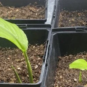 1 Yellow Turmeric Ginger Starter Plug - Curcuma longa Live Plant - Image 4