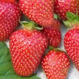 10 Allstar Junebearing Strawberry Live Plants - Fragaria ananassa - Image 4