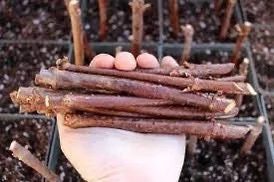 10 American Elderberry Cuttings - Organic Sambucus canadensis Live Growth - Image 3