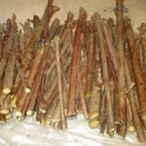 10 American Elderberry Cuttings - Organic Sambucus canadensis Live Growth - Image 1