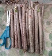 10 American Elderberry Cuttings - Organic Sambucus canadensis Live Growth - Image 4