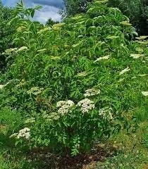 10 American Elderberry Cuttings - Organic Sambucus canadensis Live Growth - Image 5
