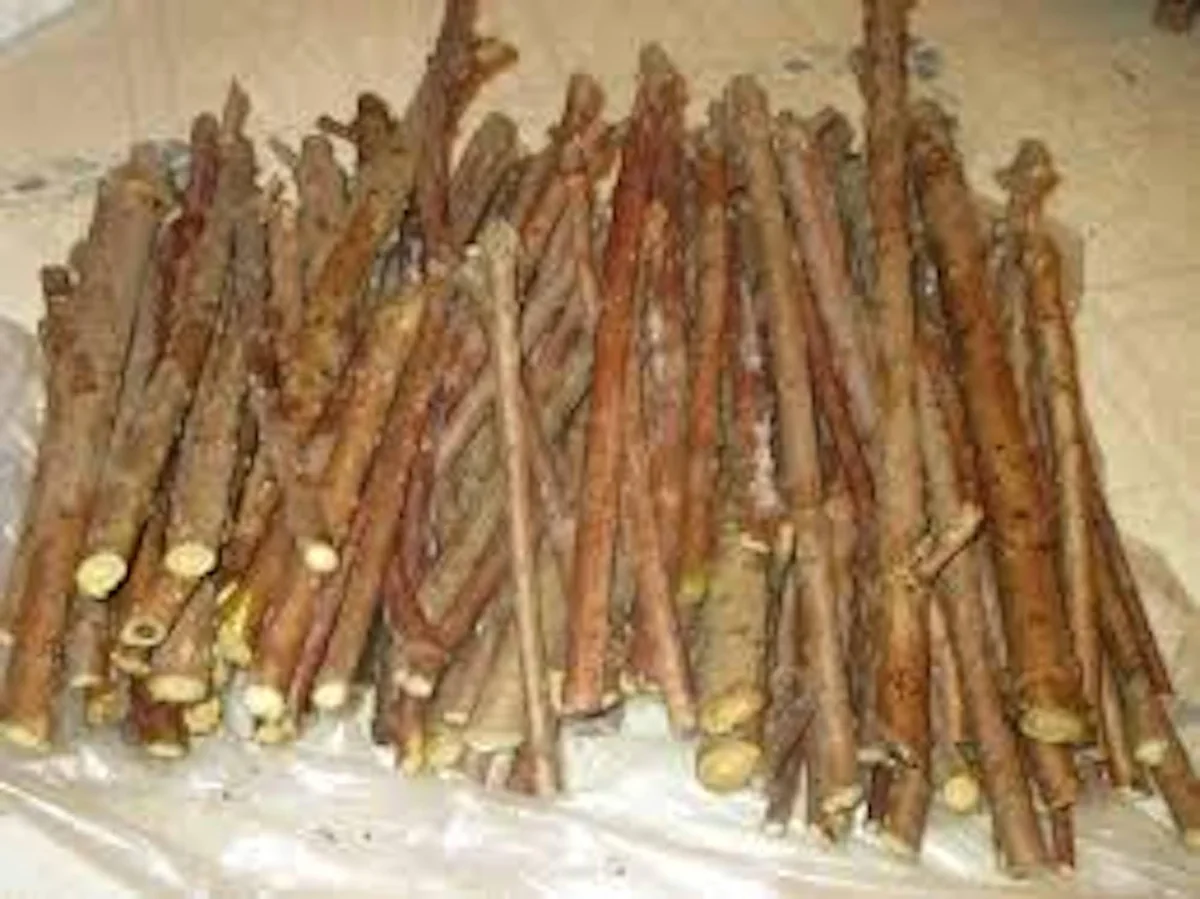 10 American Elderberry Cuttings - Organic Sambucus canadensis Live Growth - Image 1