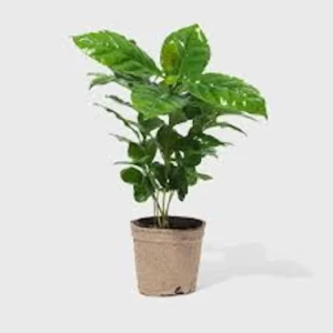 10 Arabica Coffee Plant Coffea arabica Live Starter Plants - Indoor Houseplant - Image 4