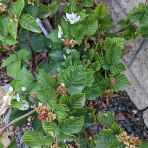 10 Arapaho Thornless Blackberry Starter Plug - Rubus fruticosus Live Plant - Image 8