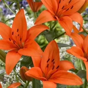 10 Asiatic Lily Flower Bulbs Mix - Perennial Outdoor Plant for Butterfly Gardens - Image 11