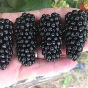 10 Big Daddy Thornless Blackberry Plants - Live Fruit Bush for Zones 5-9 - Image 2
