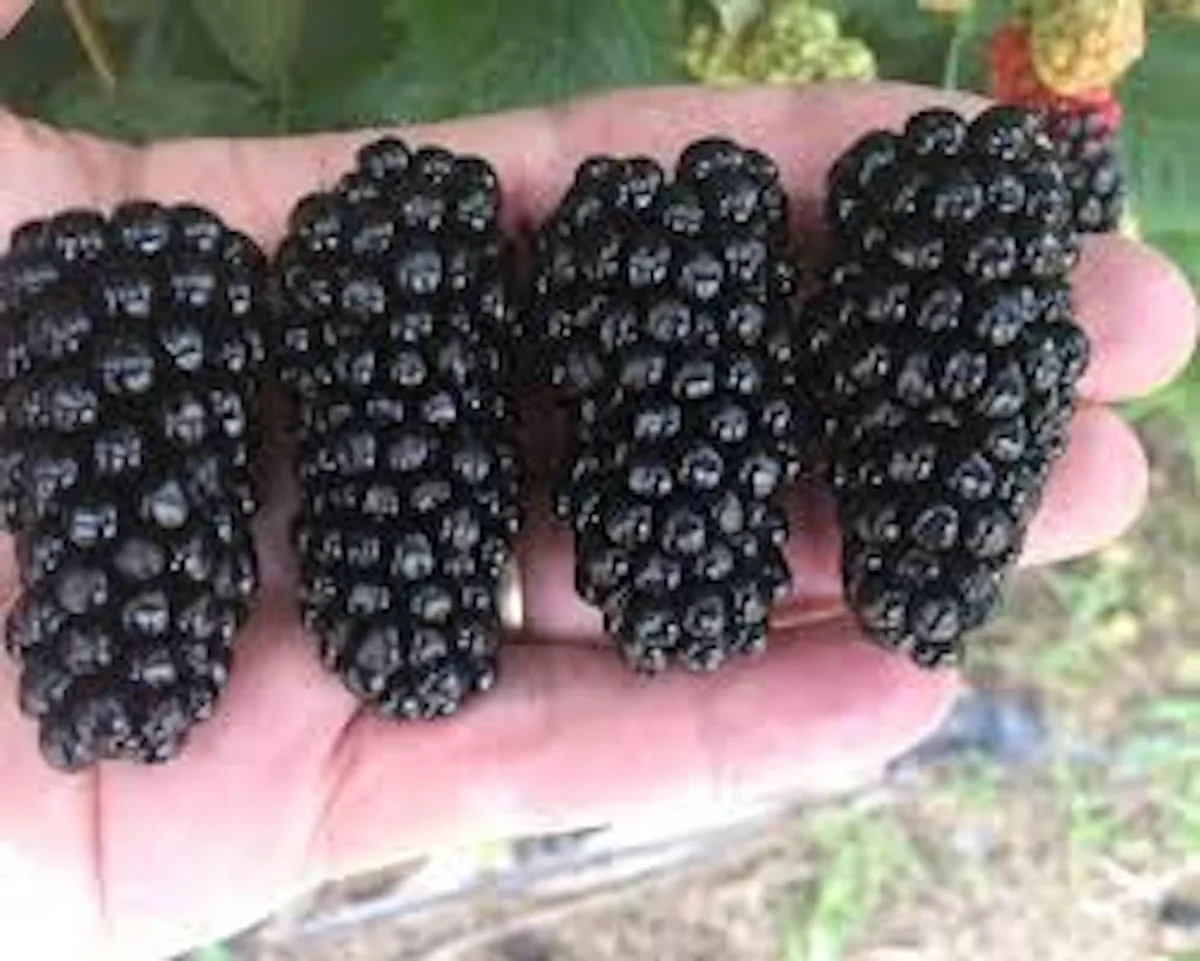 10 Big Daddy Thornless Blackberry Plants - Live Fruit Bush for Zones 5-9 - Image 2