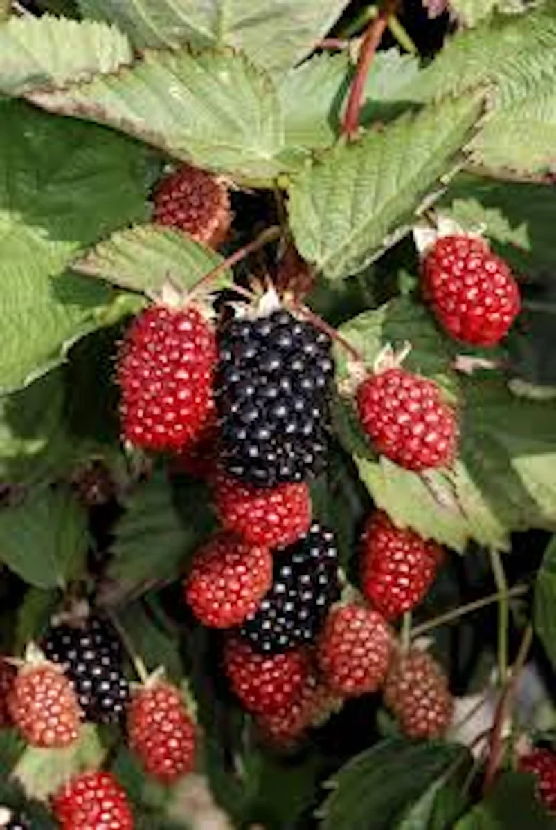 10 Big Daddy Thornless Blackberry Plants - Live Fruit Bush for Zones 5-9 - Image 3
