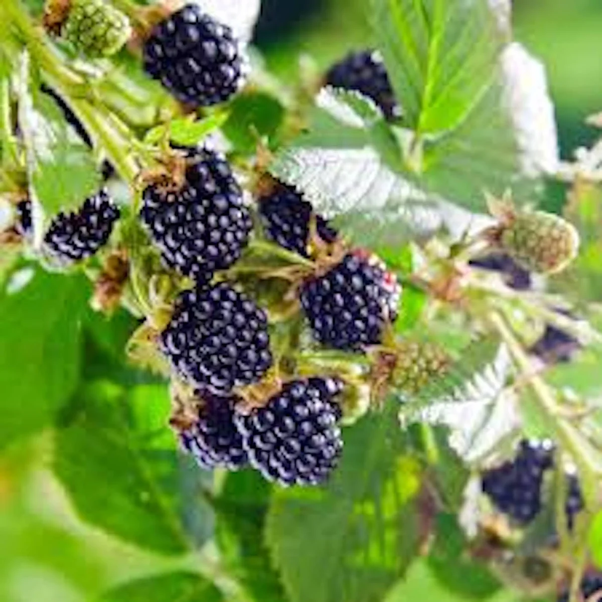 10 Big Daddy Thornless Blackberry Plants - Live Fruit Bush for Zones 5-9 - Image 4