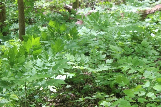 10 Black Cohosh Bare Root Plants - Actaea Racemosa Wildflower for Shade Garden - Image 7