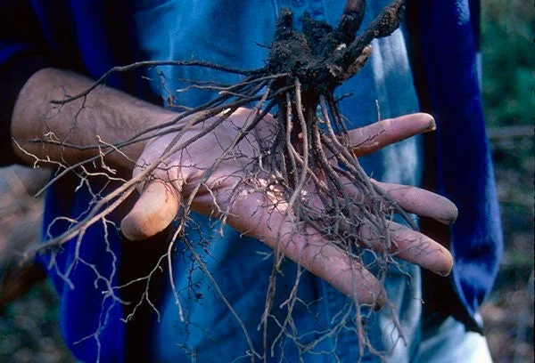 10 Black Cohosh Bare Root Plants - Actaea Racemosa Wildflower for Shade Garden - Image 9