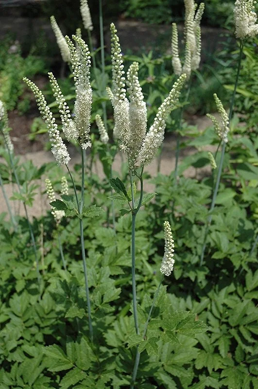 10 Black Cohosh Bare Root Plants - Actaea Racemosa Wildflower for Shade Garden - Image 1