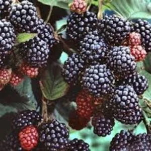 10 Black Hawk Black Raspberry Live Plants - Rubus occidentalis - 1-2 Yr Old Hardy Fruit Shrub - Image 2