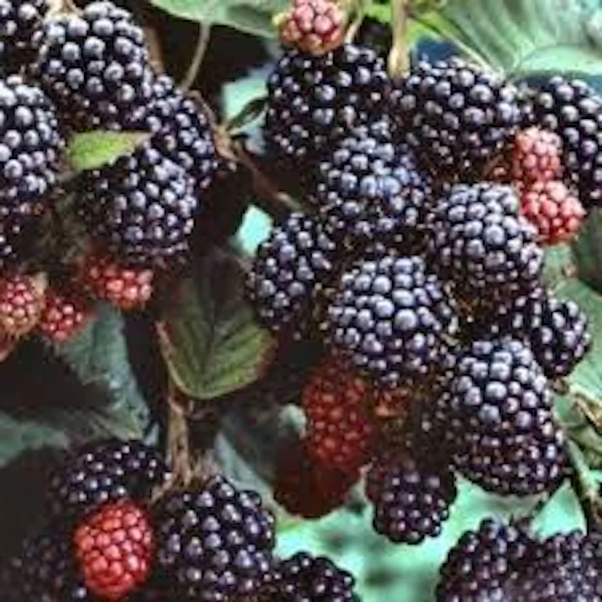 10 Black Hawk Black Raspberry Live Plants - Rubus occidentalis - 1-2 Yr Old Hardy Fruit Shrub - Image 2