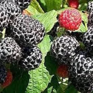 10 Black Hawk Black Raspberry Live Plants - Rubus occidentalis - 1-2 Yr Old Hardy Fruit Shrub - Image 3