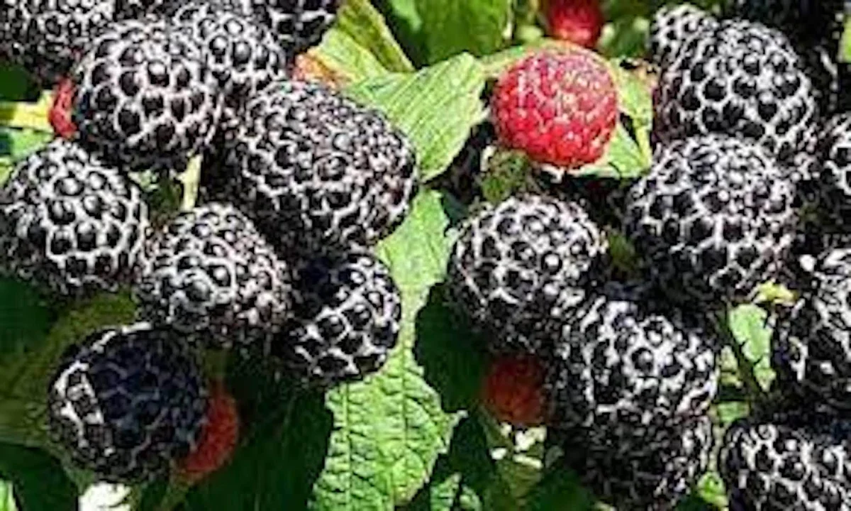 10 Black Hawk Black Raspberry Live Plants - Rubus occidentalis - 1-2 Yr Old Hardy Fruit Shrub - Image 3