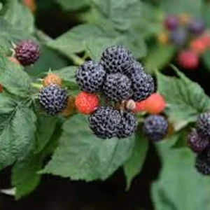 10 Black Hawk Black Raspberry Live Plants - Rubus occidentalis - 1-2 Yr Old Hardy Fruit Shrub - Image 5