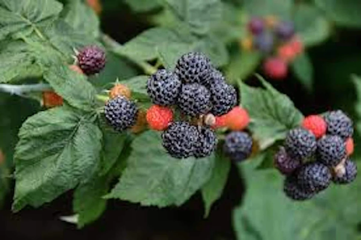 10 Black Hawk Black Raspberry Live Plants - Rubus occidentalis - 1-2 Yr Old Hardy Fruit Shrub - Image 5