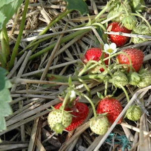 10 Blakemore Strawberry Bare Roots - Fragaria x ananassa - June-Bearing Fruit Plant - Image 2