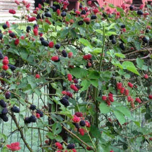 10 Brazos Blackberry Starter Plug - Live Fruit Bush - Rubus fruticosus - Image 3