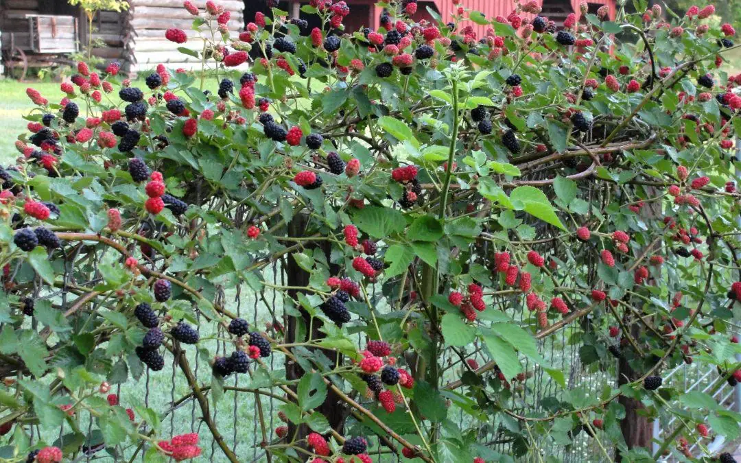 10 Brazos Blackberry Starter Plug - Live Fruit Bush - Rubus fruticosus - Image 3