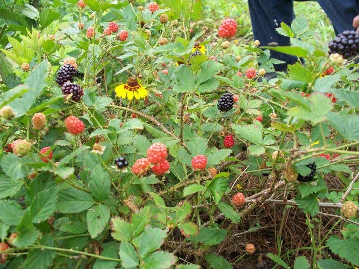 10 Brazos Blackberry Starter Plug - Live Fruit Bush - Rubus fruticosus - Image 8