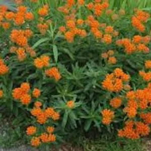 10 Butterfly Weed Bare Root Plants - Asclepias Tuberosa Milkweed Native Wildflower - Image 1