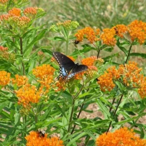 10 Butterfly Weed Bare Root Plants - Asclepias Tuberosa Milkweed Native Wildflower - Image 7