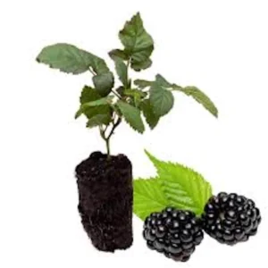 10 Caddo Blackberry Live Plant Starter Plugs - Thornless Fruit Bush, USDA Zones 5-9 - Image 6