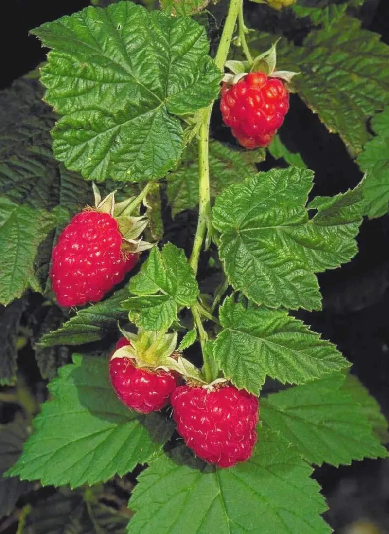 Thorless Rasberry 10 Canby Thornless Red Raspberry Starter Plug - Easy Harvest