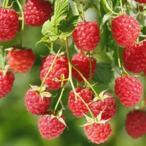 10 Canby Thornless Red Raspberry Starter Plugs - Rubus idaeus - Live Plant for Easy Harvesting - Image 5
