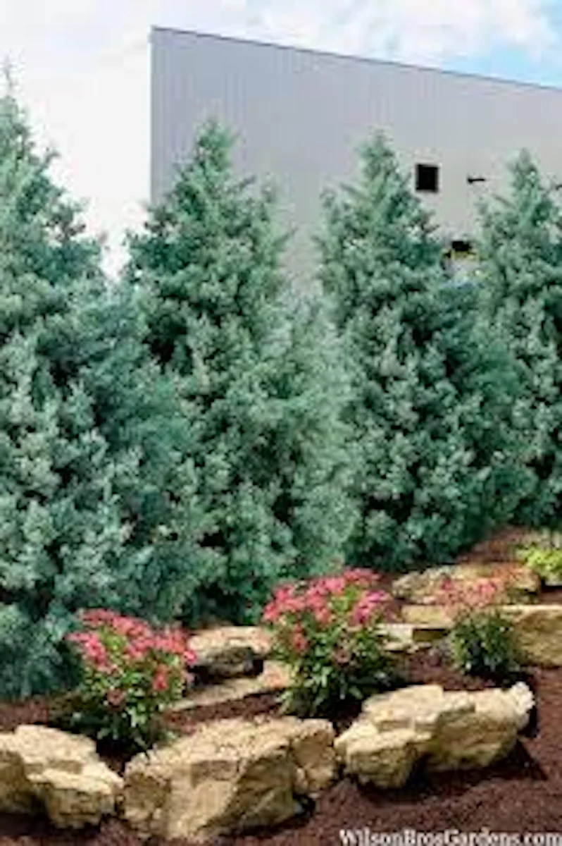 10 Carolina Sapphire Cypress Live Plants – Evergreen Starter – 4-6" Tall – Outdoor - Image 3