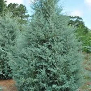 10 Carolina Sapphire Cypress Live Plants – Evergreen Starter – 4-6" Tall – Outdoor - Image 1