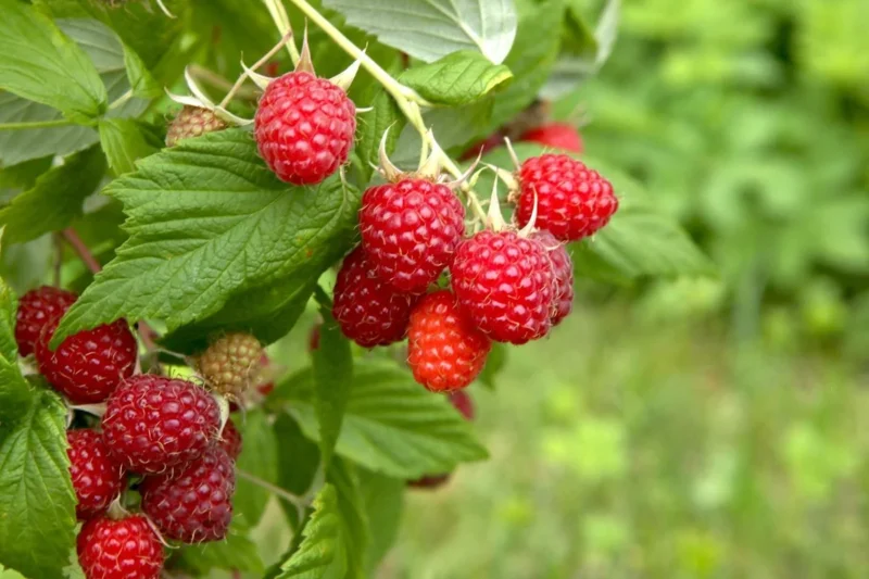 Red Caroline Raspberry 10 Caroline Red Raspberry Starter Plugs - Everbearing & Sweet