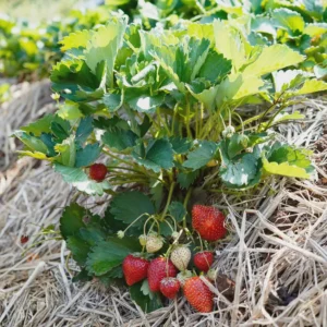 10 Chandler Strawberry Bare Roots - High-Yielding June-Bearing Plant - Image 7