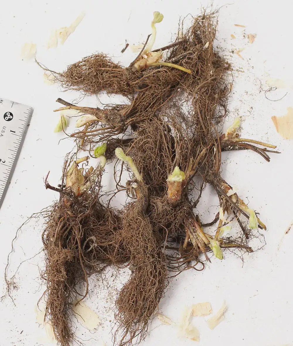 10 Chandler Strawberry Bare Roots - High-Yielding June-Bearing Plant - Image 8