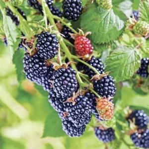 10 Chester Thornless Blackberry Starter Plugs - Live Plant for Gardens - Image 2