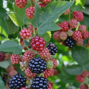 10 Chester Thornless Blackberry Starter Plugs - Live Plant for Gardens - Image 5